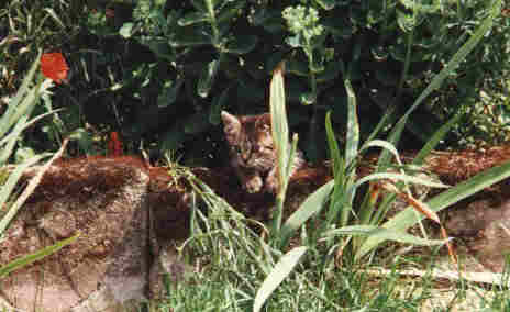 Meo Rätselkater Meo
